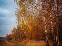 Rok szkolny 2020-2021 - 02. Jesienne drzewa w obiektywie